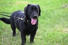 LOLA, Hund, Mischlingshund in Polen - Bild 5