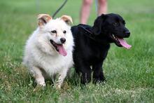 LOLA, Hund, Mischlingshund in Polen - Bild 6