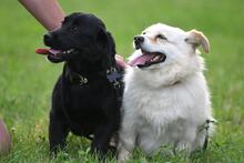 LOLA, Hund, Mischlingshund in Polen - Bild 8