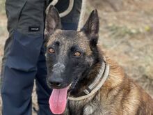 MALIBU, Hund, Malinois in Spanien - Bild 1