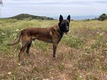 MALIBU, Hund, Malinois in Spanien - Bild 2