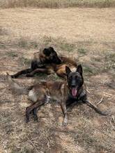 MALIBU, Hund, Malinois in Spanien - Bild 3