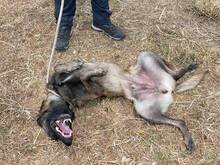 MALIBU, Hund, Malinois in Spanien - Bild 4