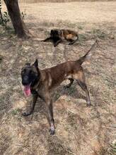 MALIBU, Hund, Malinois in Spanien - Bild 5