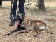 MALIBU, Hund, Malinois in Spanien - Bild 6