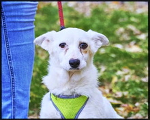 SMILEY, Hund, Mischlingshund in Stuttgart - Bild 1