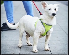 SMILEY, Hund, Mischlingshund in Stuttgart - Bild 2