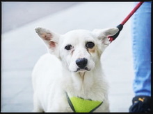 SMILEY, Hund, Mischlingshund in Stuttgart - Bild 3