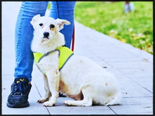 SMILEY, Hund, Mischlingshund in Stuttgart - Bild 4