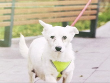 SMILEY, Hund, Mischlingshund in Stuttgart - Bild 5