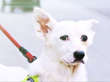 SMILEY, Hund, Mischlingshund in Stuttgart - Bild 6