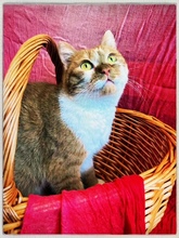 FANTA, Katze, Britisch Kurzhaar-Mix in Stuttgart - Bild 1