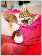 FANTA, Katze, Britisch Kurzhaar-Mix in Stuttgart - Bild 2