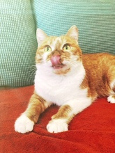 FANTA, Katze, Britisch Kurzhaar-Mix in Stuttgart - Bild 3