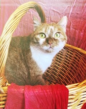 FANTA, Katze, Britisch Kurzhaar-Mix in Stuttgart - Bild 4