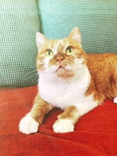 FANTA, Katze, Britisch Kurzhaar-Mix in Stuttgart - Bild 5