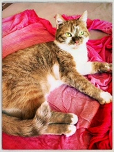 FANTA, Katze, Britisch Kurzhaar-Mix in Stuttgart - Bild 6
