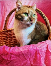 FANTA, Katze, Britisch Kurzhaar-Mix in Stuttgart - Bild 7