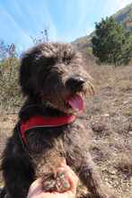 NAYELI, Hund, Herdenschutzhund-Mix in Rumänien - Bild 14