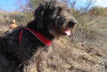 NAYELI, Hund, Herdenschutzhund-Mix in Rumänien - Bild 15