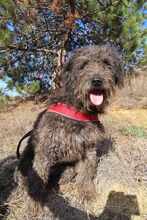 NAYELI, Hund, Herdenschutzhund-Mix in Rumänien - Bild 19
