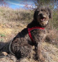 NAYELI, Hund, Herdenschutzhund-Mix in Rumänien - Bild 3