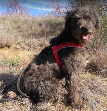 NAYELI, Hund, Mischling evtl. Herdenschutzhundmix in Rumänien - Bild 1