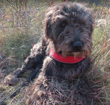 NAYELI, Hund, Mischling evtl. Herdenschutzhundmix in Rumänien - Bild 10