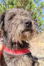 NAYELI, Hund, Mischling evtl. Herdenschutzhundmix in Rumänien - Bild 11
