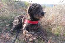 NAYELI, Hund, Mischling evtl. Herdenschutzhundmix in Rumänien - Bild 13