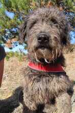NAYELI, Hund, Mischling evtl. Herdenschutzhundmix in Rumänien - Bild 16