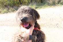 NAYELI, Hund, Mischling evtl. Herdenschutzhundmix in Rumänien - Bild 17