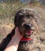 NAYELI, Hund, Mischling evtl. Herdenschutzhundmix in Rumänien - Bild 2