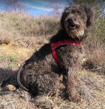 NAYELI, Hund, Mischling evtl. Herdenschutzhundmix in Rumänien - Bild 4