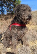 NAYELI, Hund, Mischling evtl. Herdenschutzhundmix in Rumänien - Bild 5