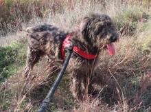 NAYELI, Hund, Mischling evtl. Herdenschutzhundmix in Rumänien - Bild 7