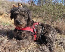 NAYELI, Hund, Mischling evtl. Herdenschutzhundmix in Rumänien - Bild 8