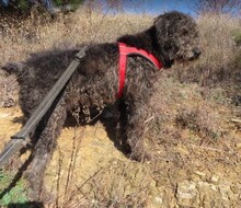NAYELI, Hund, Mischling evtl. Herdenschutzhundmix in Rumänien - Bild 9