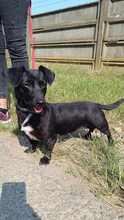 CSIPESZ, Hund, Mischlingshund in Ungarn - Bild 1