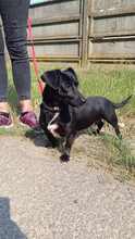 CSIPESZ, Hund, Mischlingshund in Ungarn - Bild 2