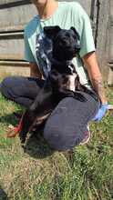 CSIPESZ, Hund, Mischlingshund in Ungarn - Bild 3