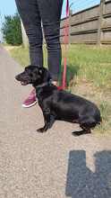 CSIPESZ, Hund, Mischlingshund in Ungarn - Bild 6