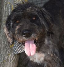 OSZKAR, Hund, Mischling - Irisch Wolfshund Mix in Süderbrarup - Bild 1