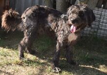OSZKAR, Hund, Mischling - Irisch Wolfshund Mix in Süderbrarup - Bild 2