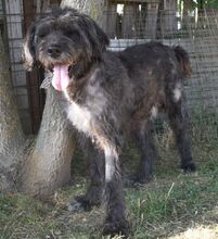 OSZKAR, Hund, Mischling - Irisch Wolfshund Mix in Süderbrarup - Bild 3