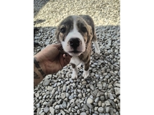 MATILDA, Hund, Mischlingshund in Rumänien - Bild 1