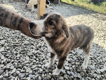 MATILDA, Hund, Mischlingshund in Rumänien - Bild 2