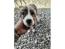 MATILDA, Hund, Mischlingshund in Rumänien - Bild 3