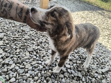 MATILDA, Hund, Mischlingshund in Rumänien - Bild 4