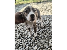 MATILDA, Hund, Mischlingshund in Rumänien - Bild 5